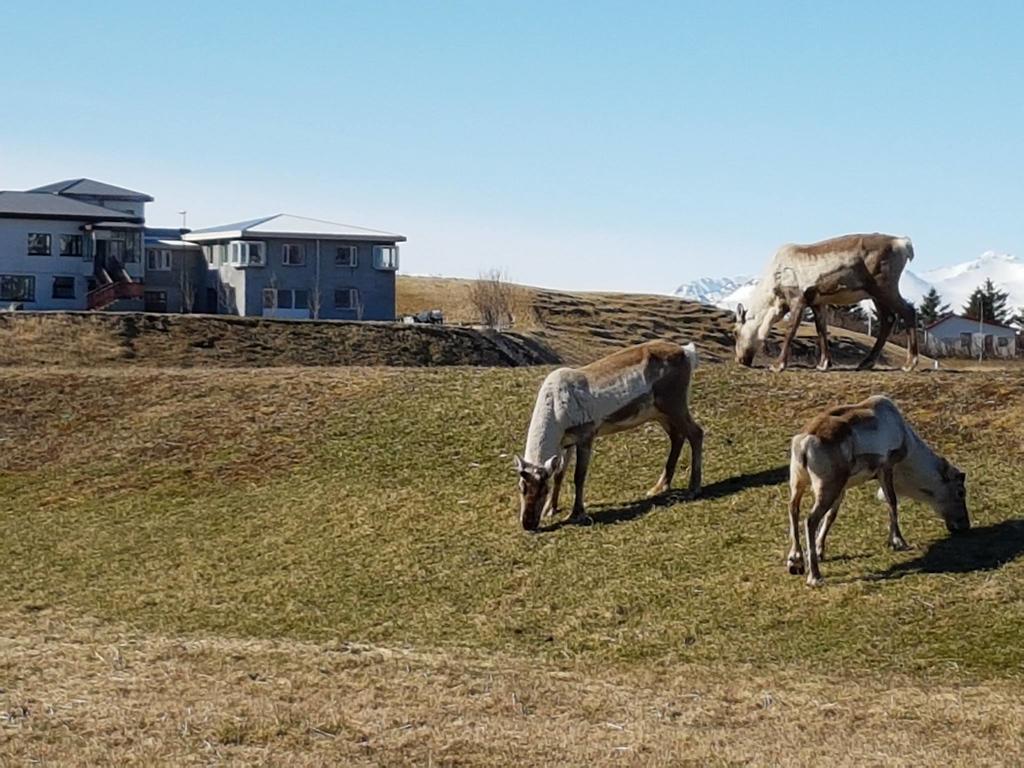 Hotel House On The Hill Höfn Exterior foto